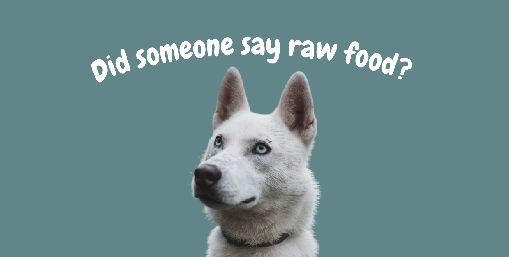 An image of an attentive white coloured dog under the caption 'Did someone say raw food?' 